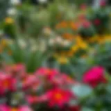 A well-maintained garden showcasing vibrant plants and flowers.