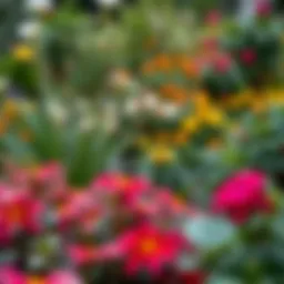 A well-maintained garden showcasing vibrant plants and flowers.