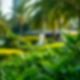 Lush greenery in Dubai park