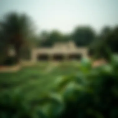 Lush Surroundings of a UAE Farmhouse A serene UAE landscape featuring lush greenery surrounding a farmhouse