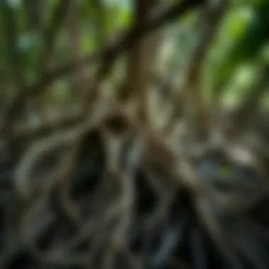 Intricate Roots Supporting Biodiversity Close-up of mangrove roots showcasing biodiversity