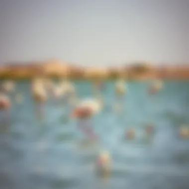 Flamingos at Ras Al Khor Flamingos wading in the waters of Ras Al Khor, illustrating the sanctuary's biodiversity